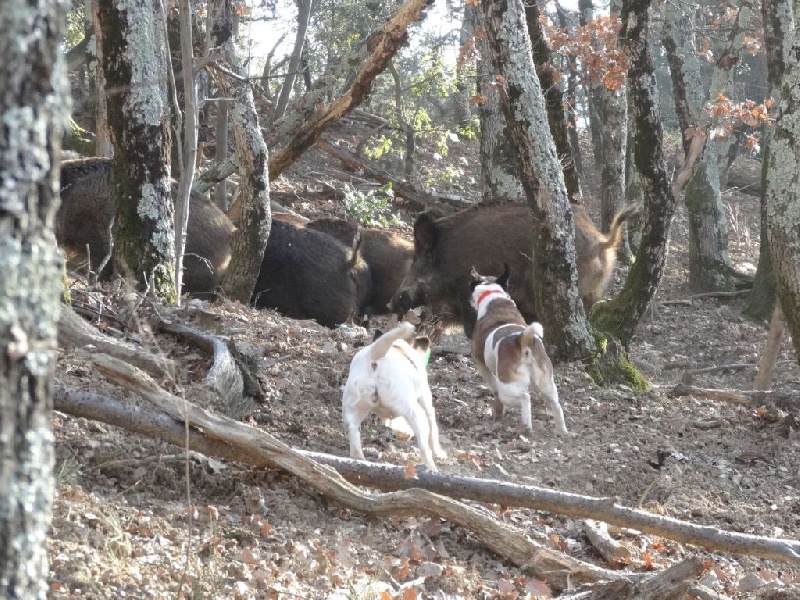 La chasse