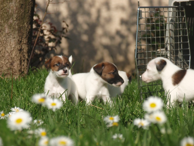 Les petits de Sweet