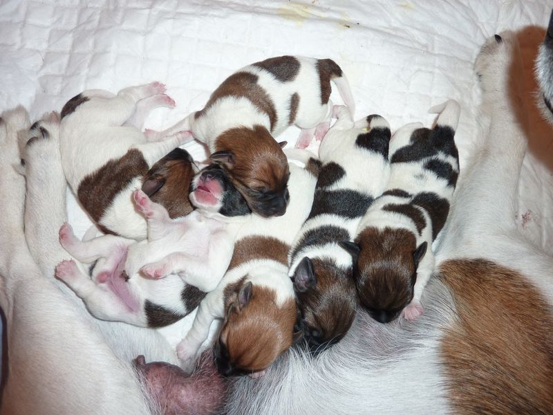 Les chiots d'Automne